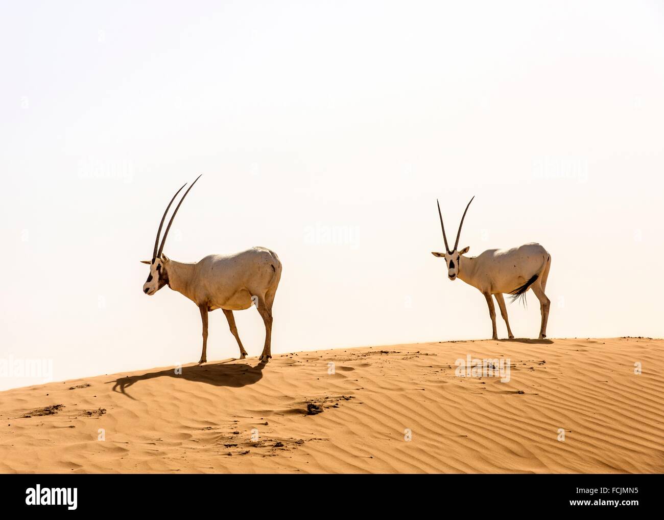 Arabian oryx. Arabian Desert. Al Maha Conservation Reserve. Dubai. United  Arab Emirates Stock Photo - Alamy