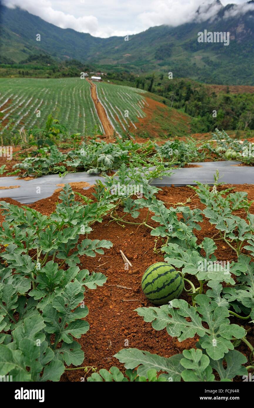 watermelon crop on lands bought or rented by China for Chinese market, Nong Khiaw area, northern Laos, Southeast Asia. Stock Photo