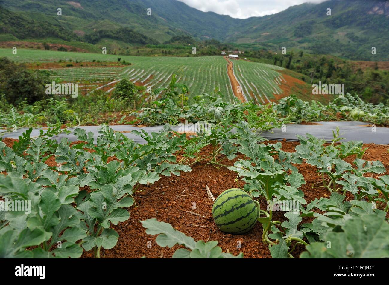 watermelon crop on lands bought or rented by China for Chinese market, Nong Khiaw area, northern Laos, Southeast Asia. Stock Photo