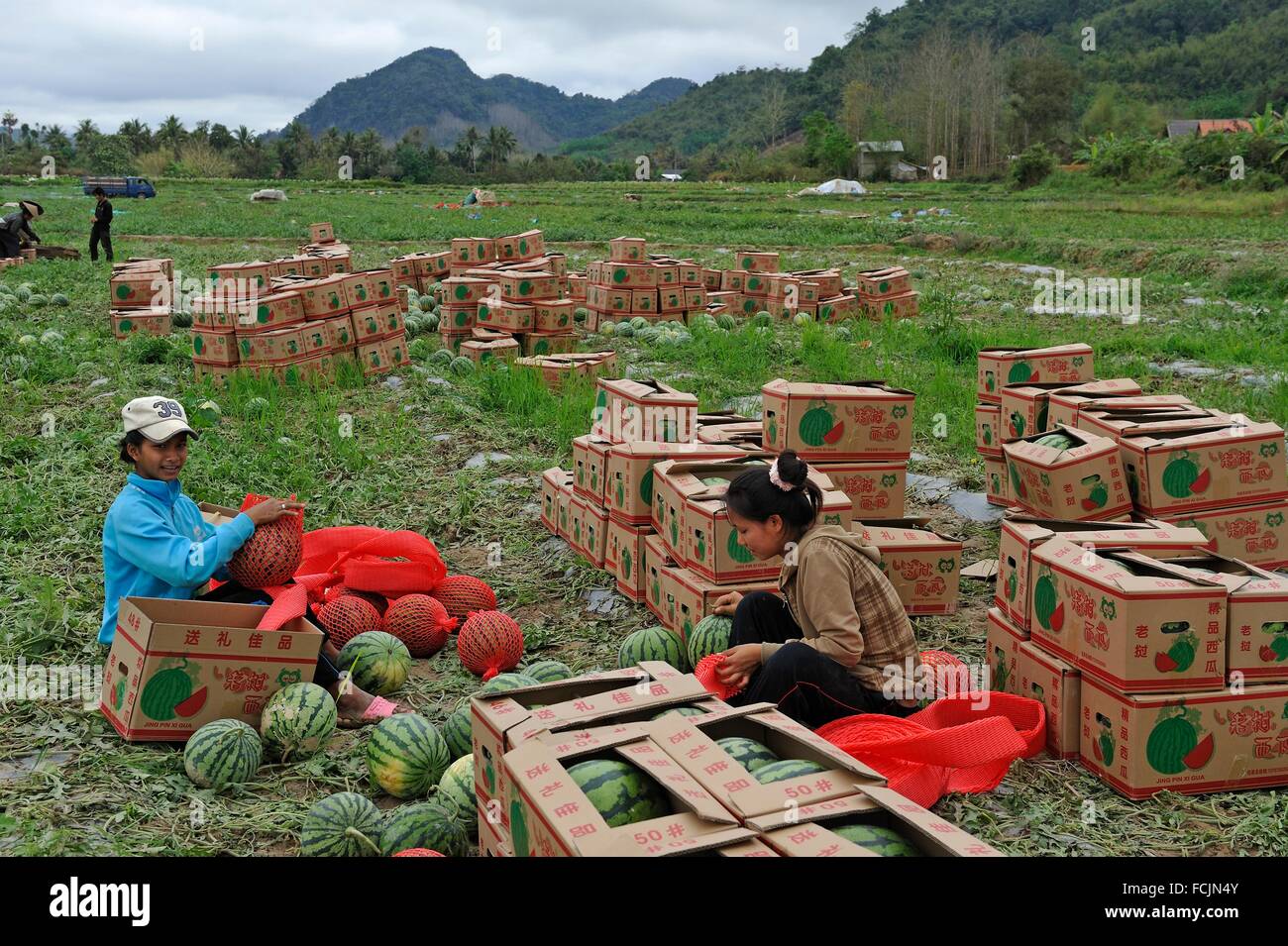 watermelon harvest on lands bought or rented by China for Chinese market, Nong Khiaw area, northern Laos, Southeast Asia. Stock Photo