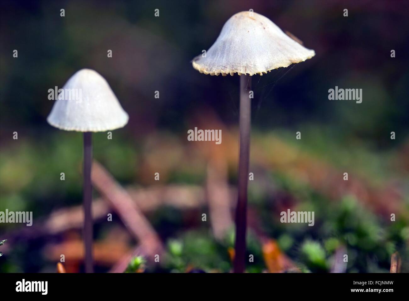 Mushrooms growing on the forest floor Stock Photo Alamy