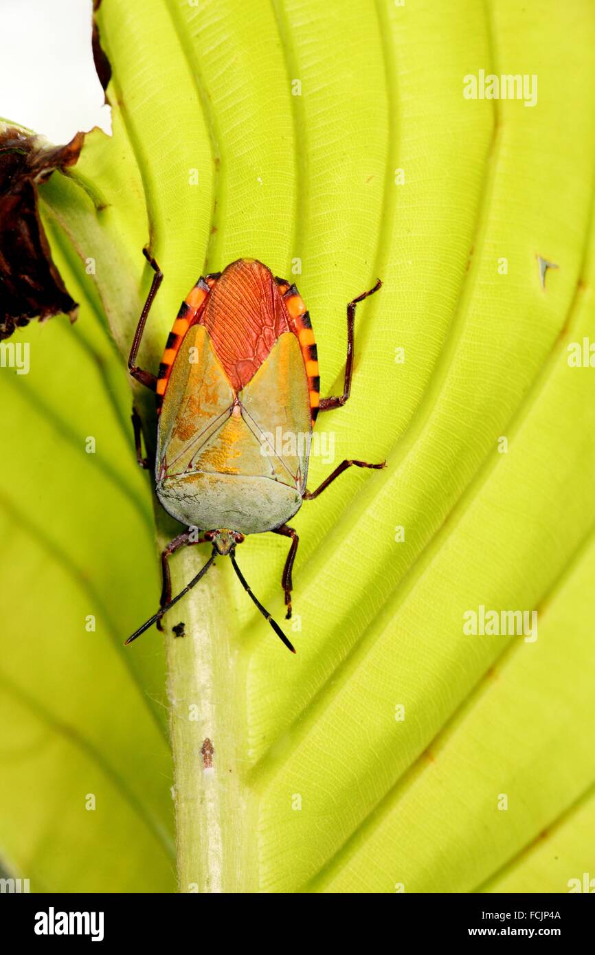 Marmorated Stink Bug, True bug, Asia Stock Photo Alamy