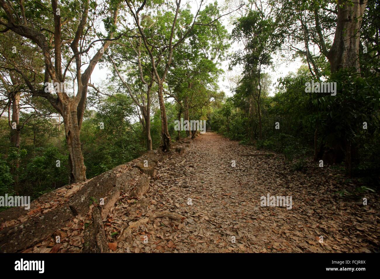 Jungle Floor High Resolution Stock Photography and Images - Alamy