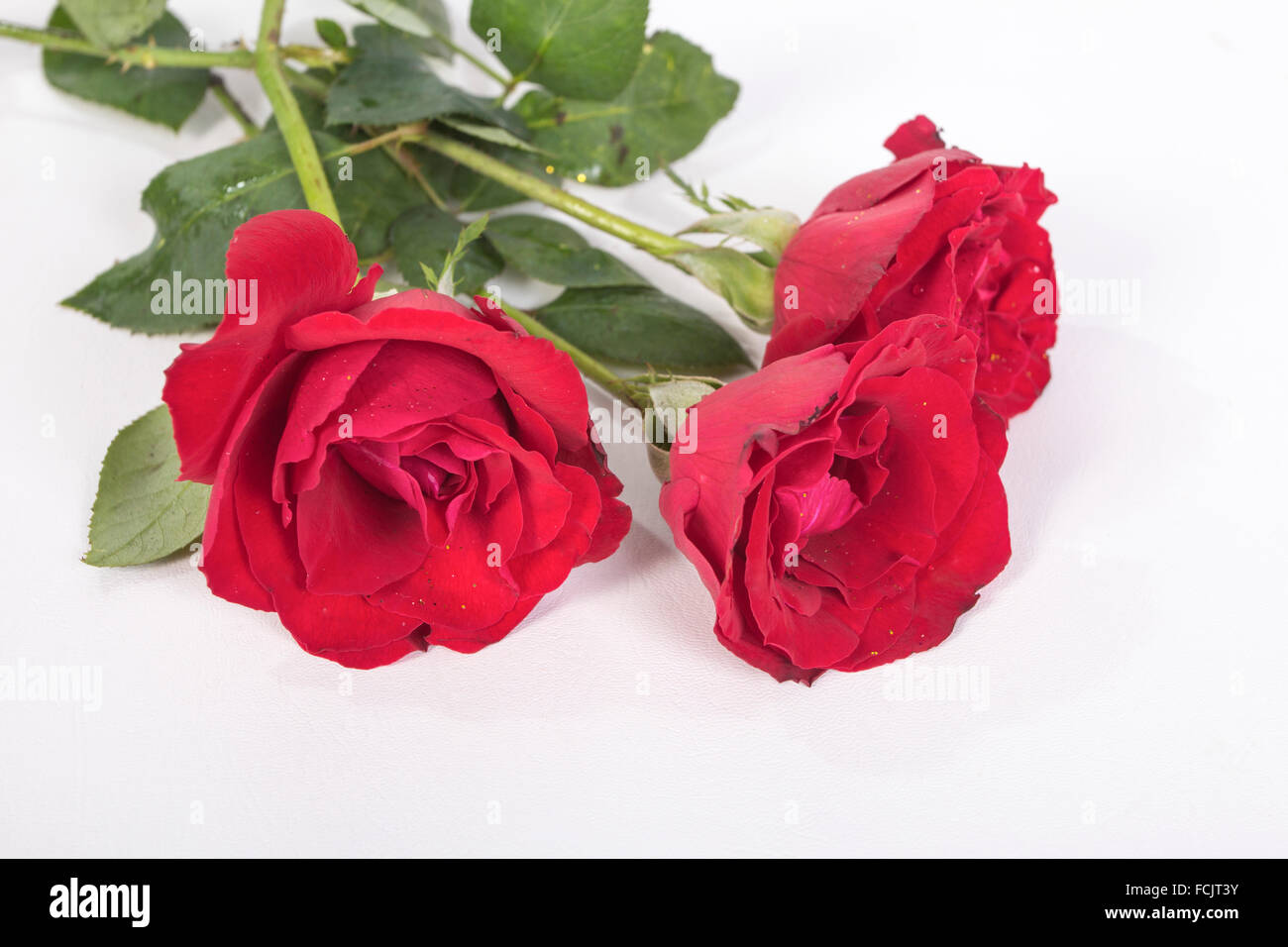 An intense red and three flowers named black princes of large cover girl Stock Photo