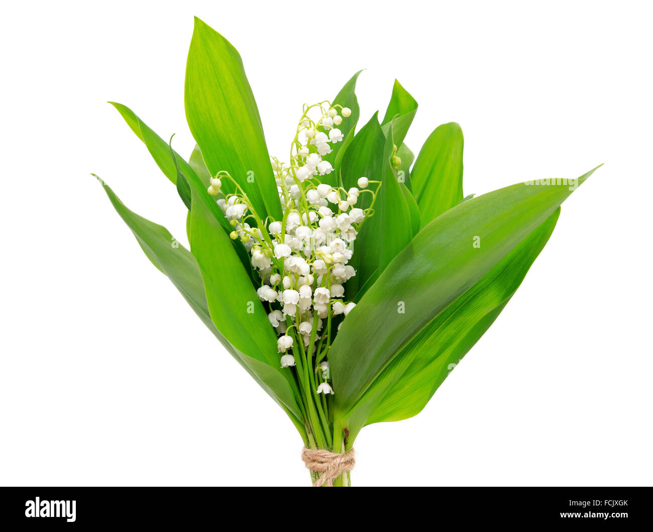 Bouquet of lily of the valley in on a white background Stock Photo - Alamy