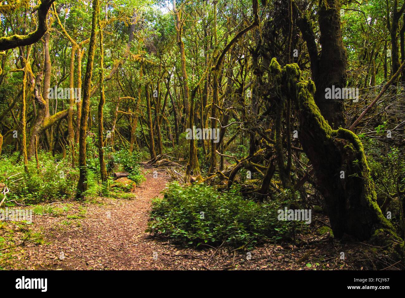El Cedro National Park and forest in La Gomera island. Spain Stock Photo