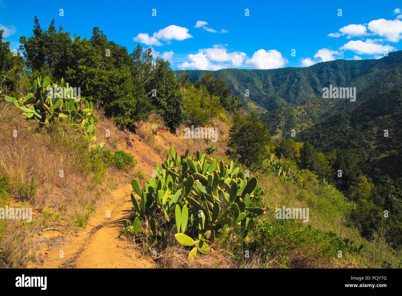 El Cedro National Park and forest in La Gomera island. Spain Stock Photo