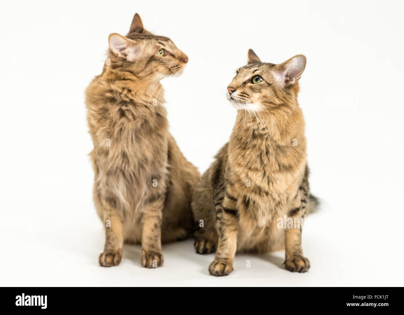 Two cat, Asian style Stock Photo