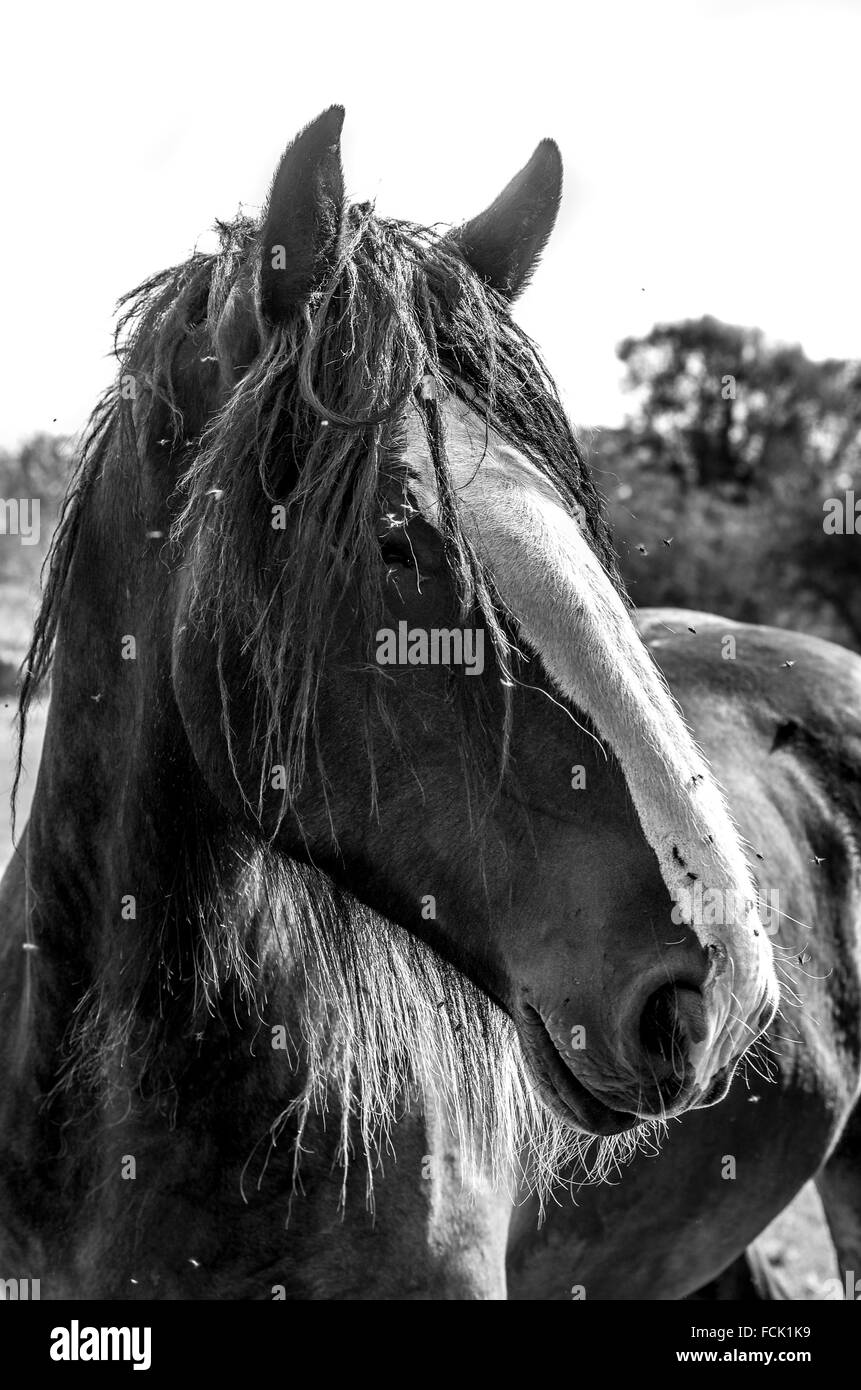 A shire Black and White Stock Photos & Images - Alamy