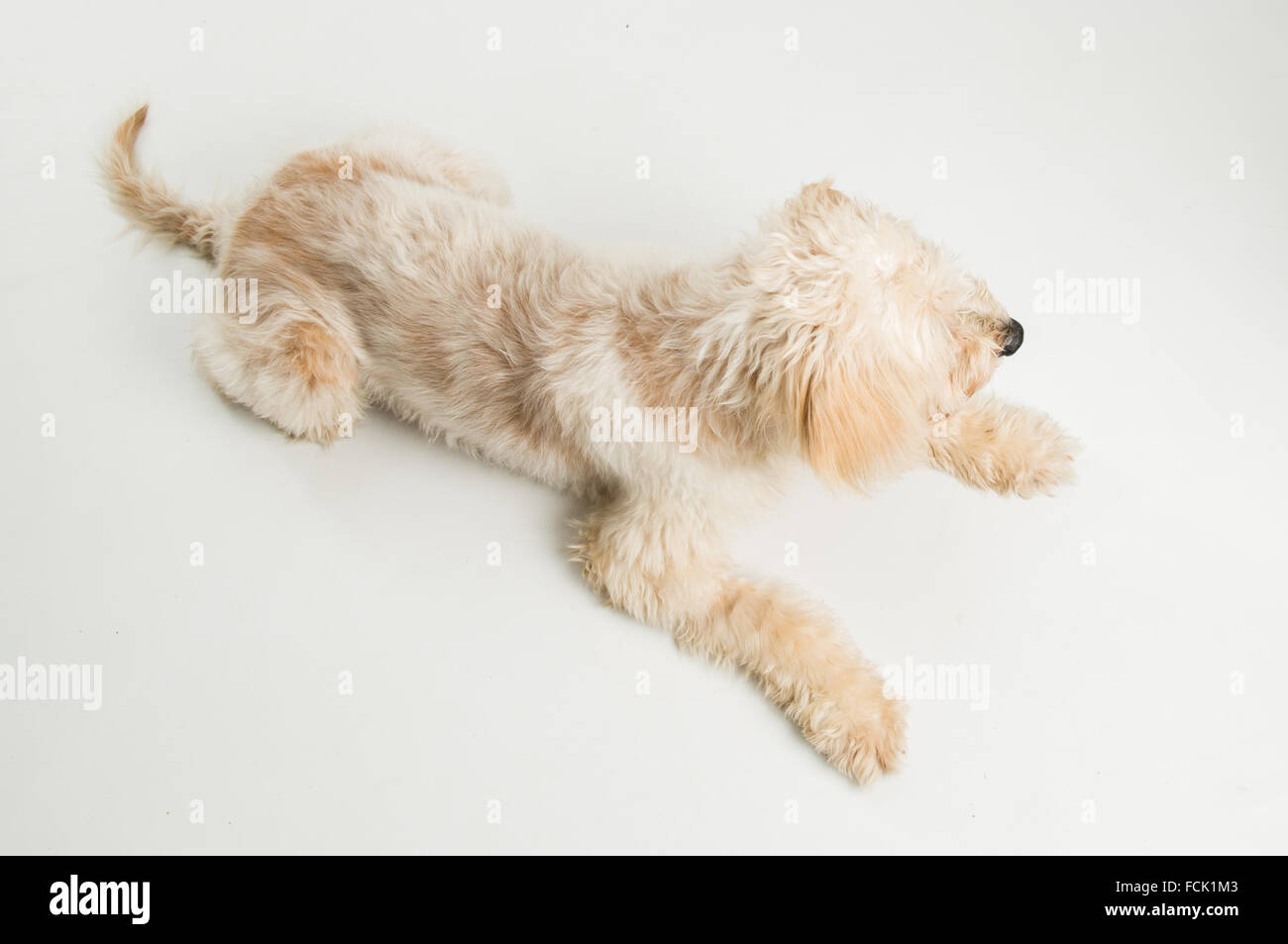 Soft-coated Wheaten Terrier, mix, front of white background Stock Photo