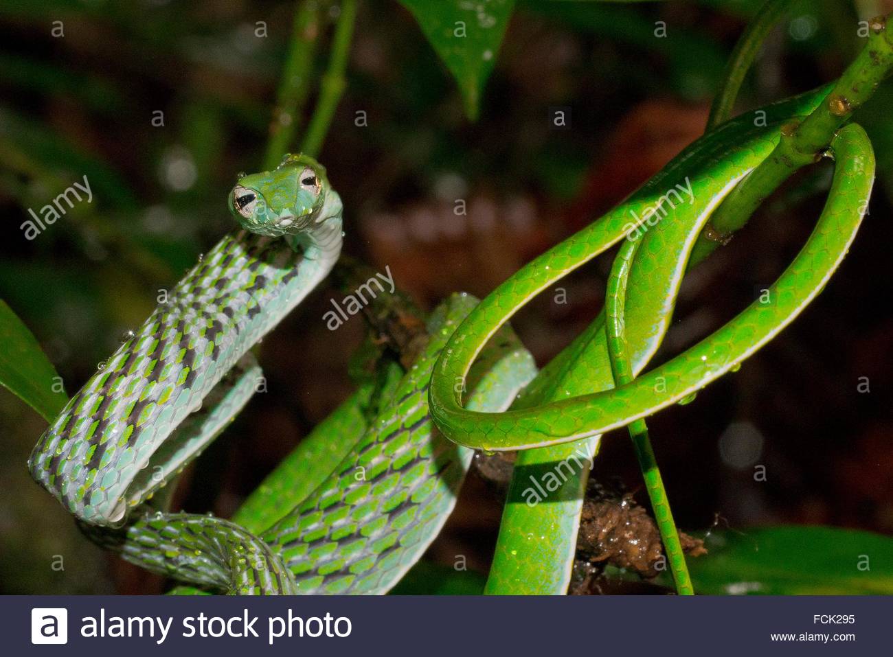 Green Vine Snake, Long-nosed Whip Snake, Ahaetulla nasuta ...