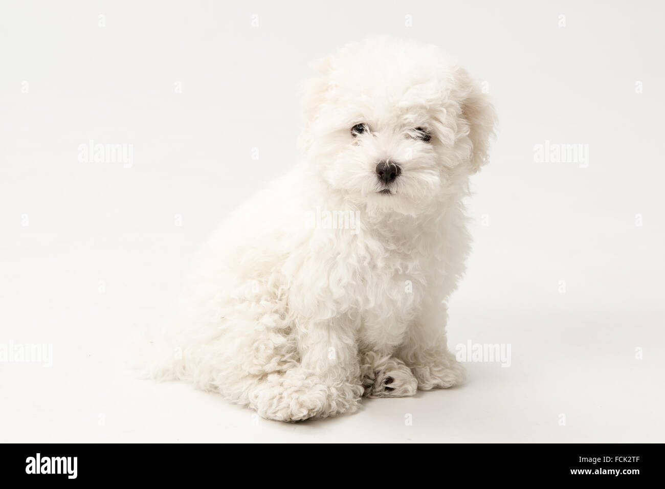 seated bichon frise puppy dog on a white background Stock Photo