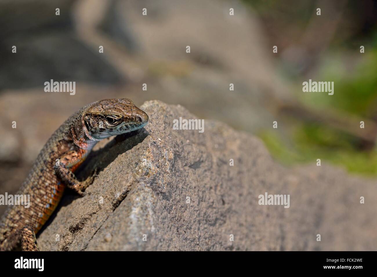 Zoology Wildlife Herpetology Wall Common Podarcis Muralis Lacertidae Hi zoology-wildlife-herpetology-wall-common-podarcis-muralis-lacertidae-hi