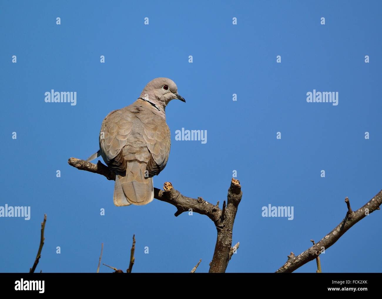 Collared Dove Streptopelia decaocto, Crete Stock Photo Alamy