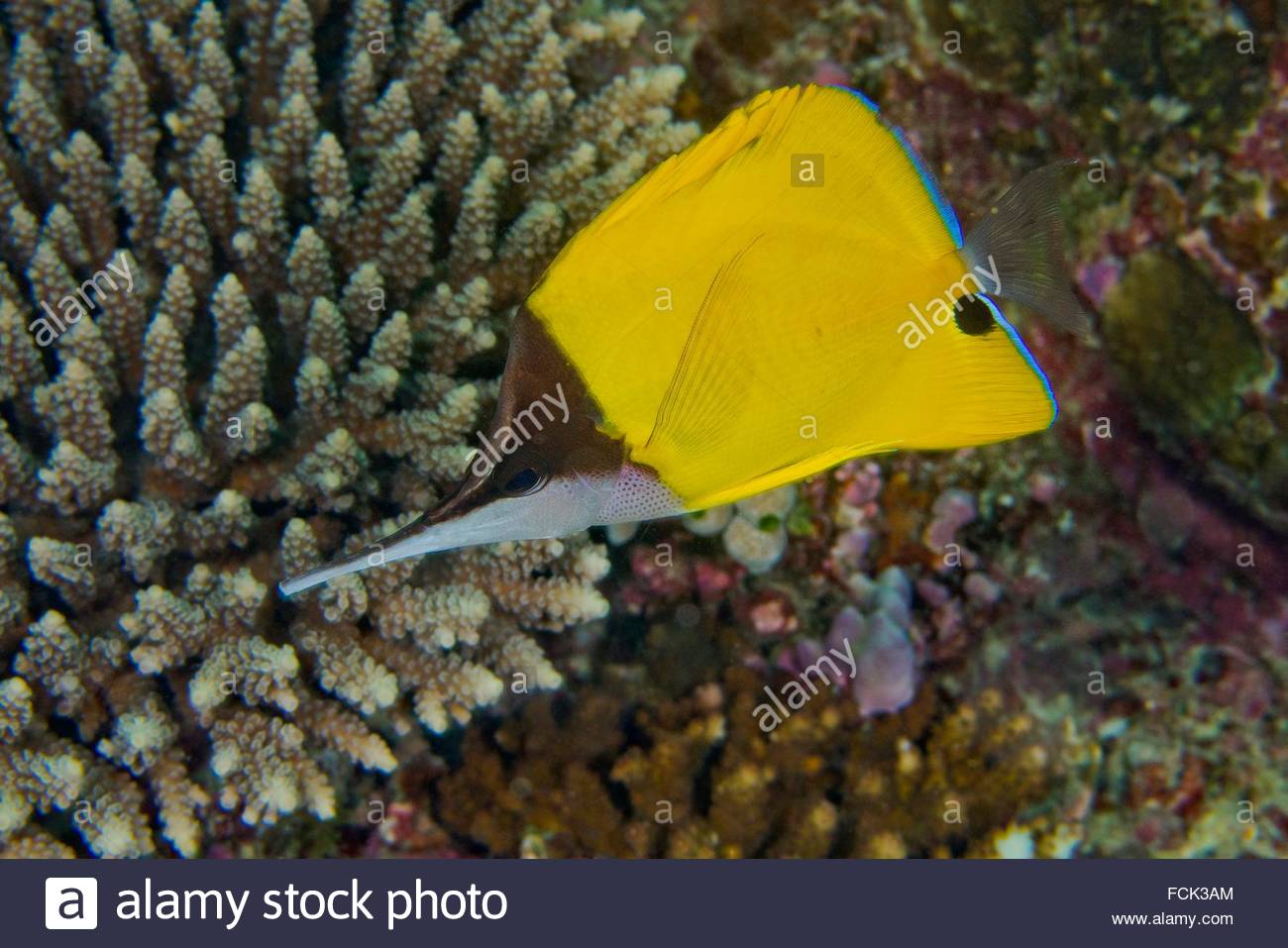 Sea Fish Long Nose Stock Photos & Sea Fish Long Nose Stock Images - Alamy