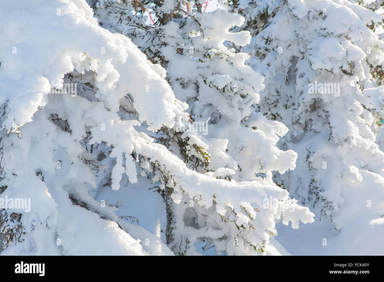 Pine tree branches covered with fresh snow Stock Photo - Alamy