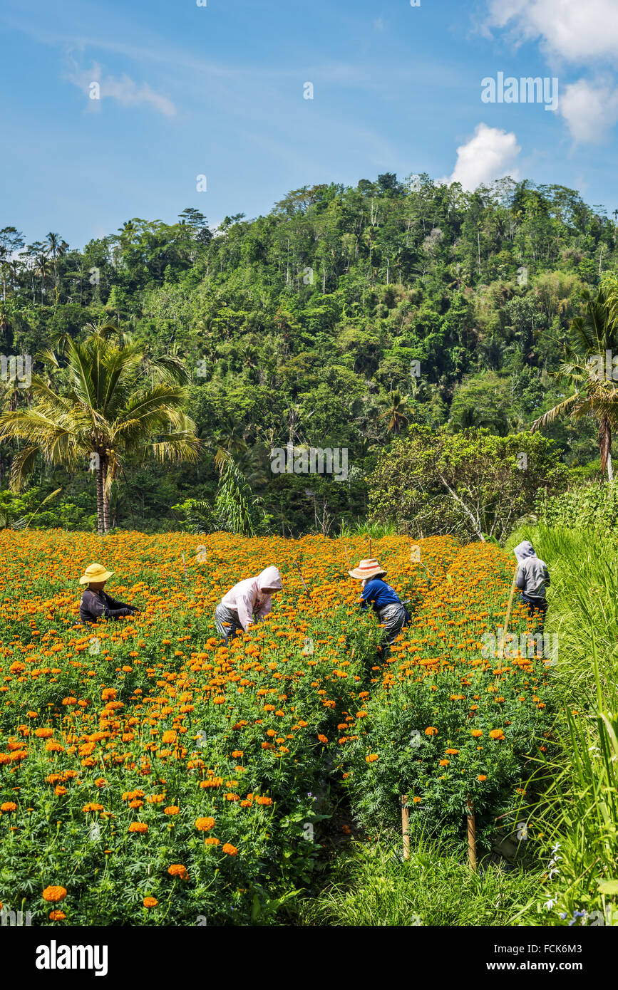 Flower pickers working in a marigold flowers field in Bali, Indonesia