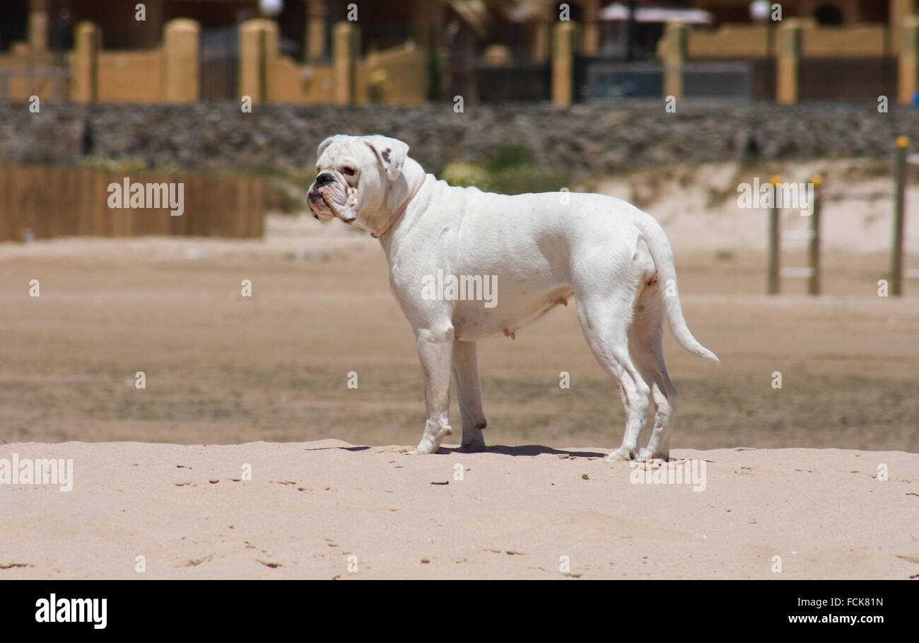 Female white boxer dog playing at the beach of Los Lances, Tarifa, Spain Stock Photo