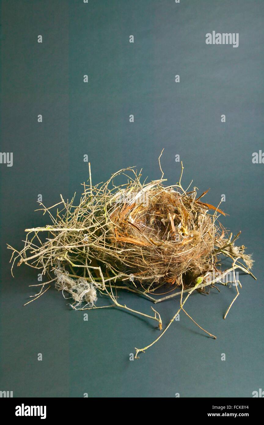 Birds Nest Showing The Intricate Construction Stock Photo Alamy