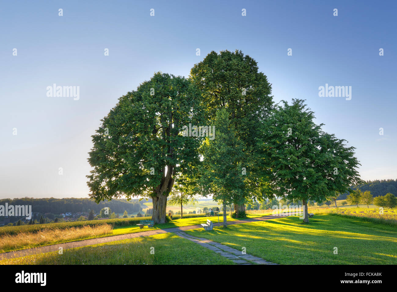 Germany Baden-Wuerttemberg lime trees near Heiligenberg Stock Photo