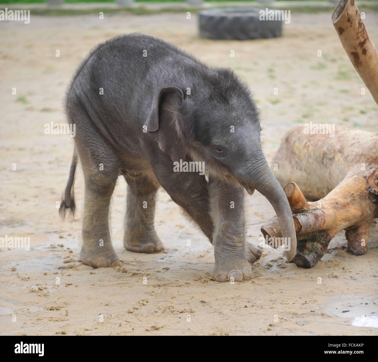 asian-elephant-calf-stock-photo-alamy