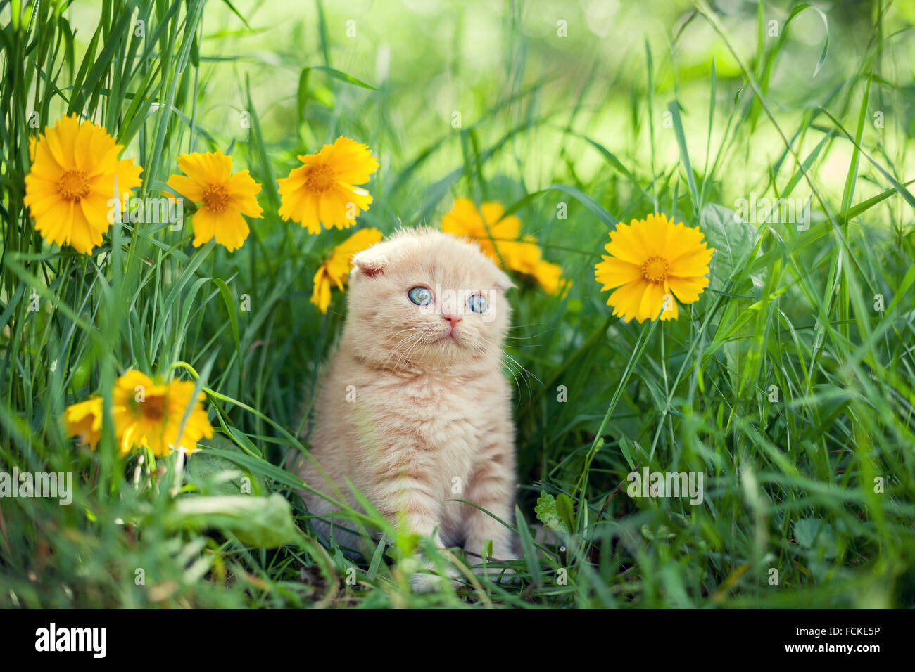 Cute little kitten sitting in flower meadow Stock Photo - Alamy