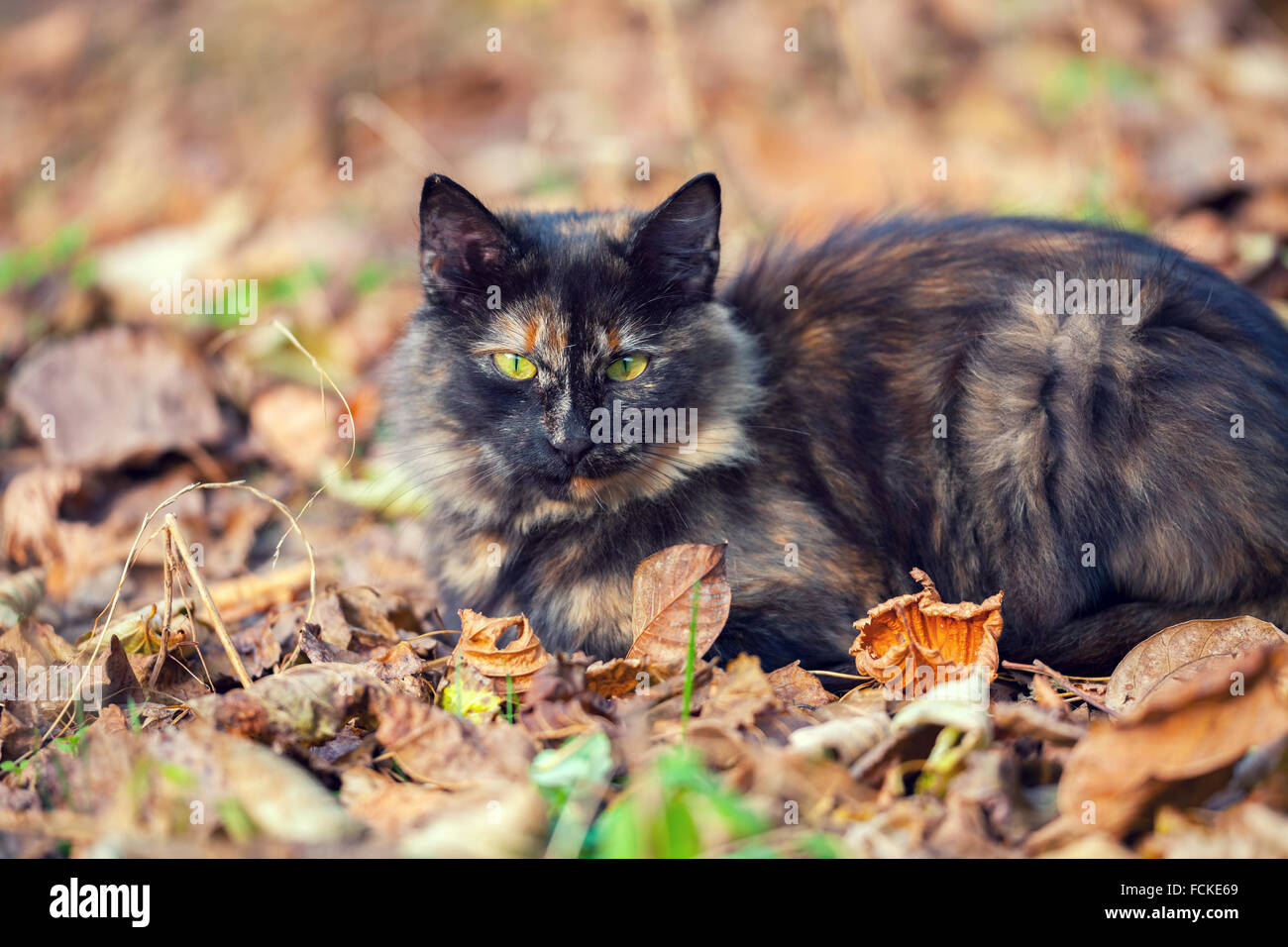 cat sitting on the fallen leaves in autumn Stock Photo - Alamy