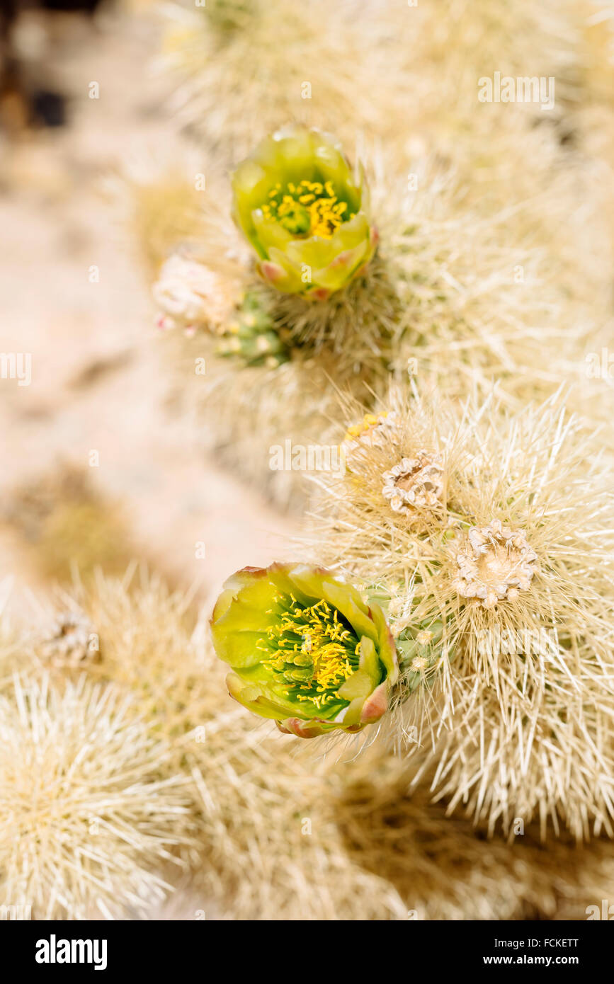Teddybear cholla cactus (cylindropuntia bigelovii) in the Cholla Cactus Garden, Joshua Tree
