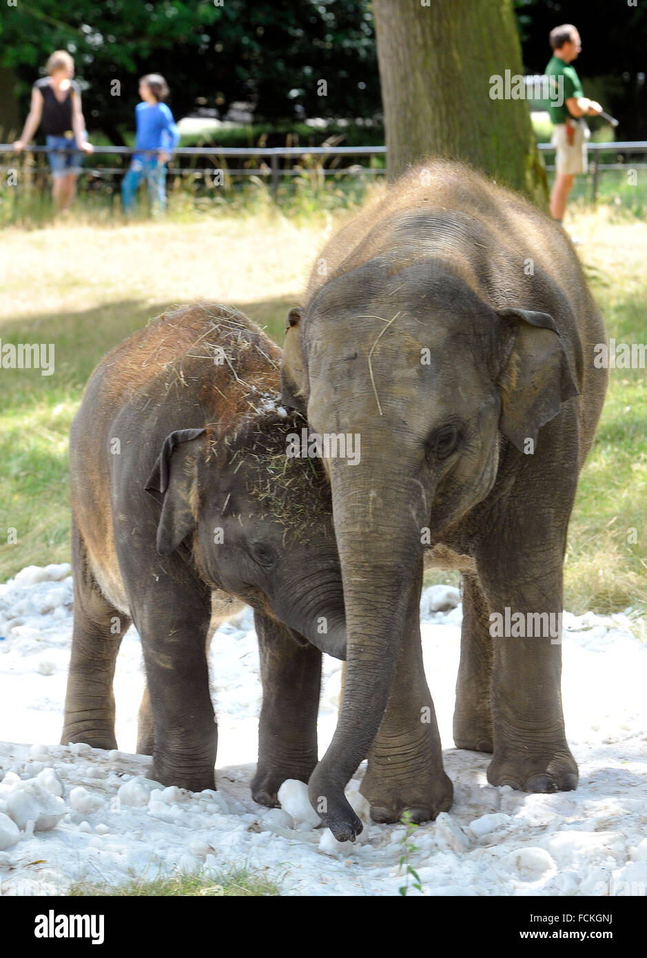 elephants  playing in the  snow at  zsl  whipsade  zoo Stock Photo
