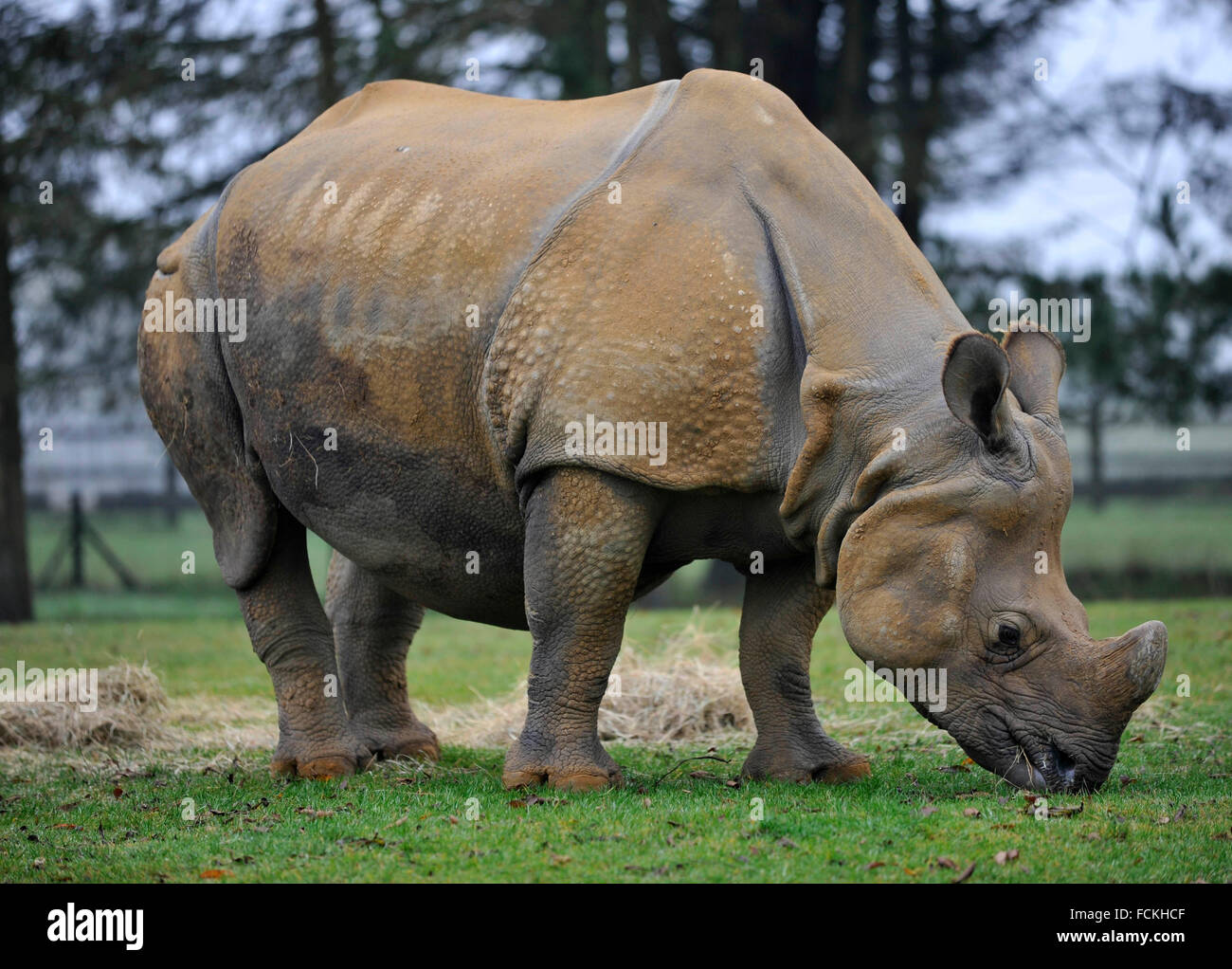 Great indian one horned rhinoceros zsl whipsnade zoo hires stock
