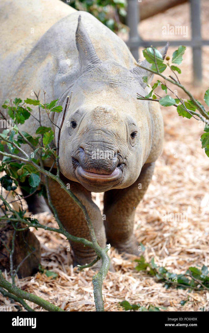 Great Indian One Horned Rhinoceros at ZSL Whipsnade Zoo Stock Photo Alamy