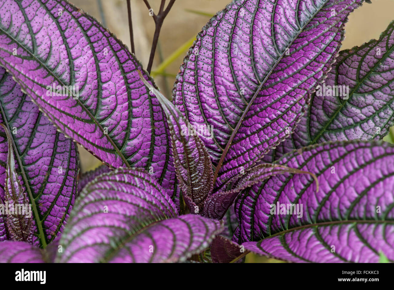 Persian shield (Strobilanthes dyerianus Stock Photo Alamy