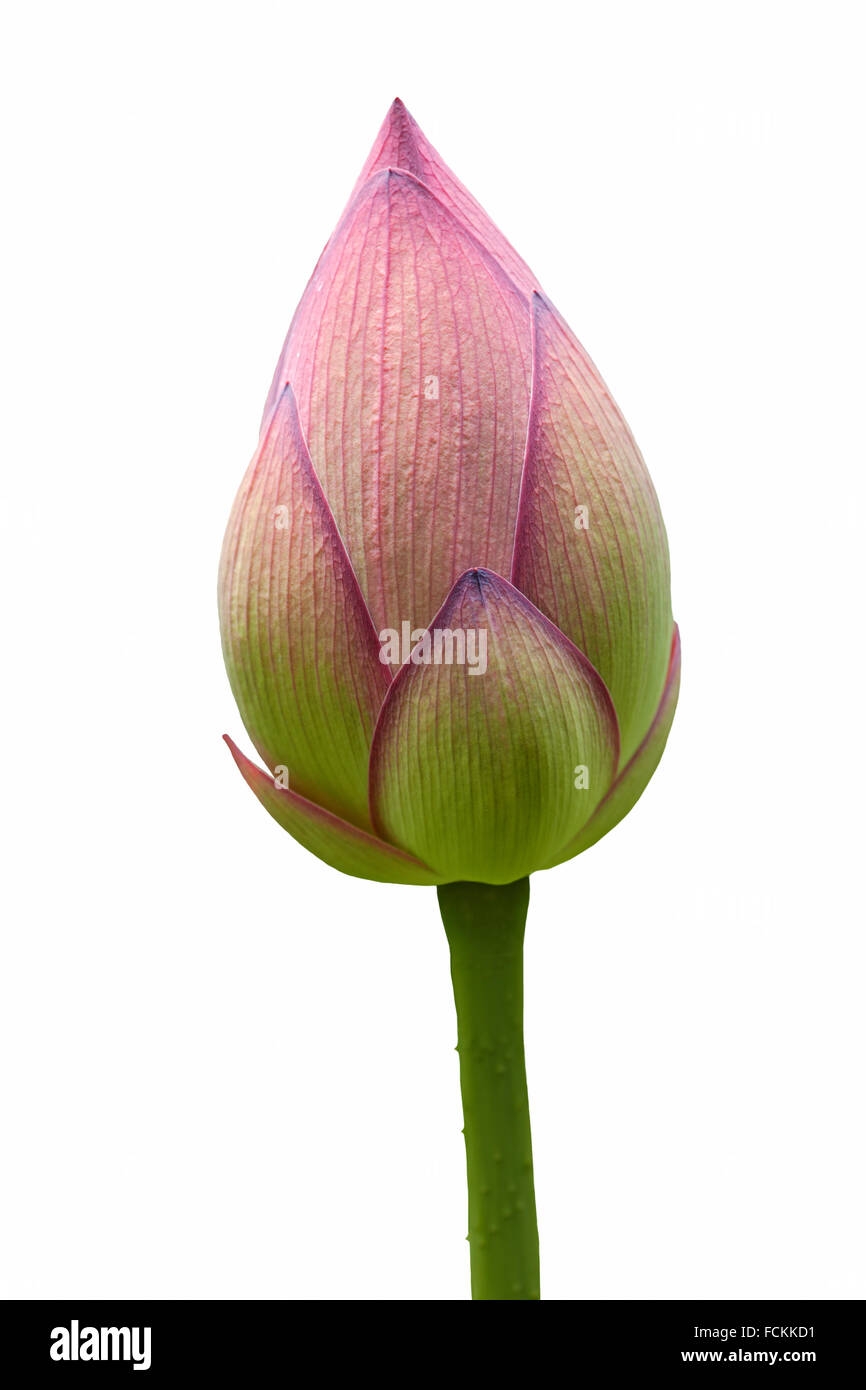 Sacred lotus (Nelumbo nucifera) Stock Photo