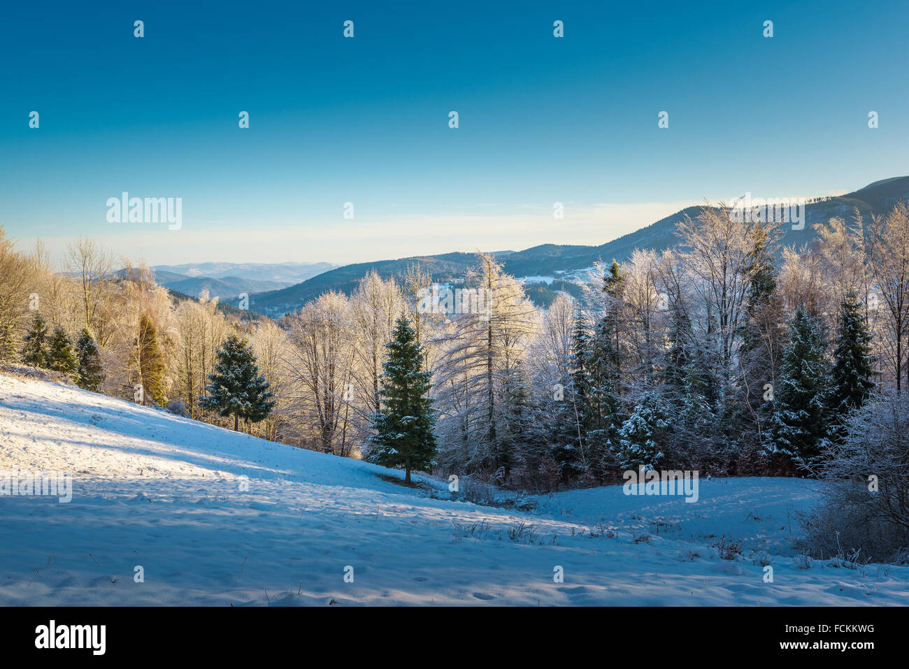 Trees covered with snow in the mountains with long shadows. Stock Photo