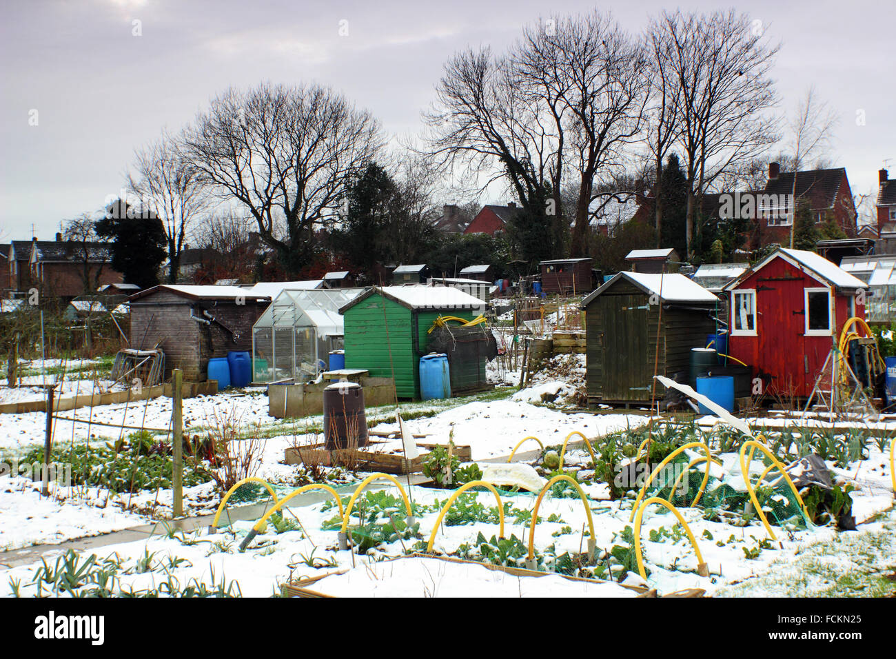 Vegetables are covered in snow in allotment gardens on a wintry day in Chesterfield,  Derbyshire England UK - January 2016 Stock Photo