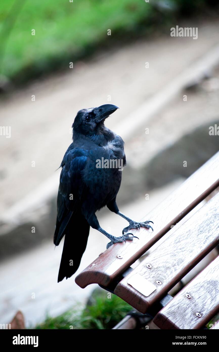 Raven In A Park Bench Stock Photo 93861516 Alamy