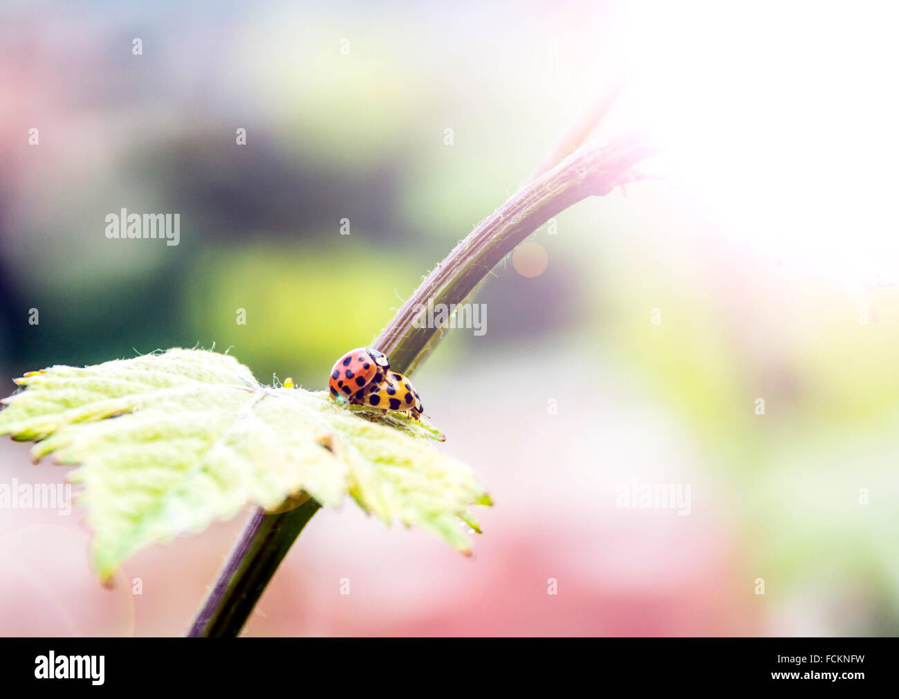 Mating ladybug hi-res stock photography and images - Alamy
