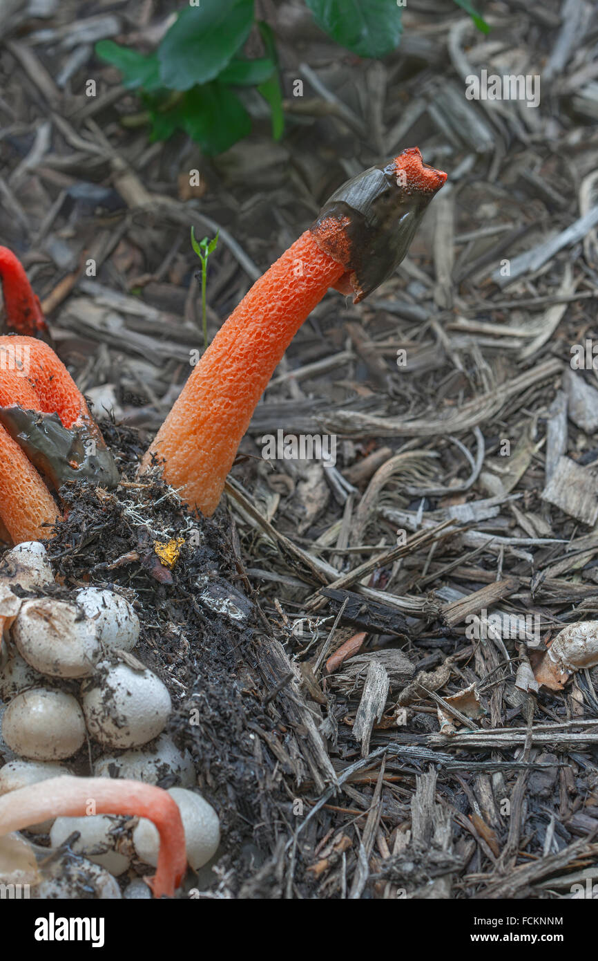 Mutinus ravenelii fungus (Mutinus ravenelii) Stock Photo
