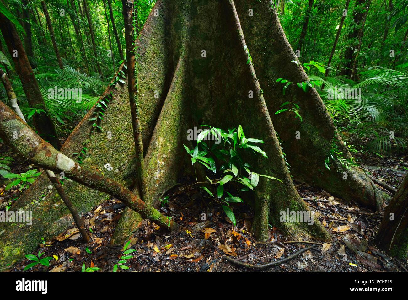 Old Rainforest Tree, Red Tulip Oak, Daintree Rainforest, Mossman, Queensland, Australia. Stock Photo
