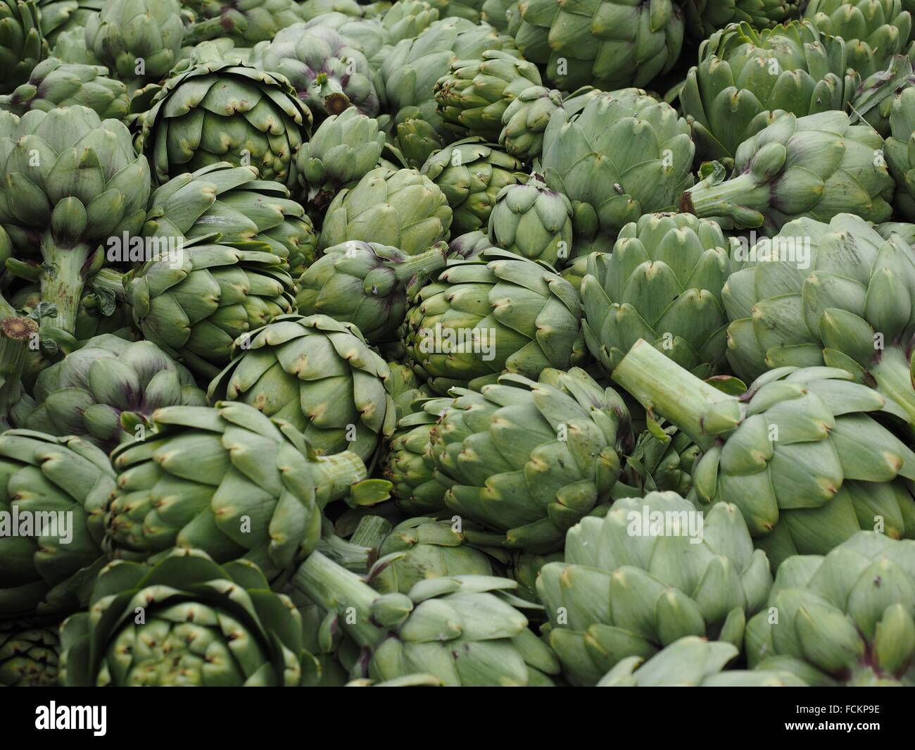 Artichokes in Salinas Valley California Stock Photo Alamy