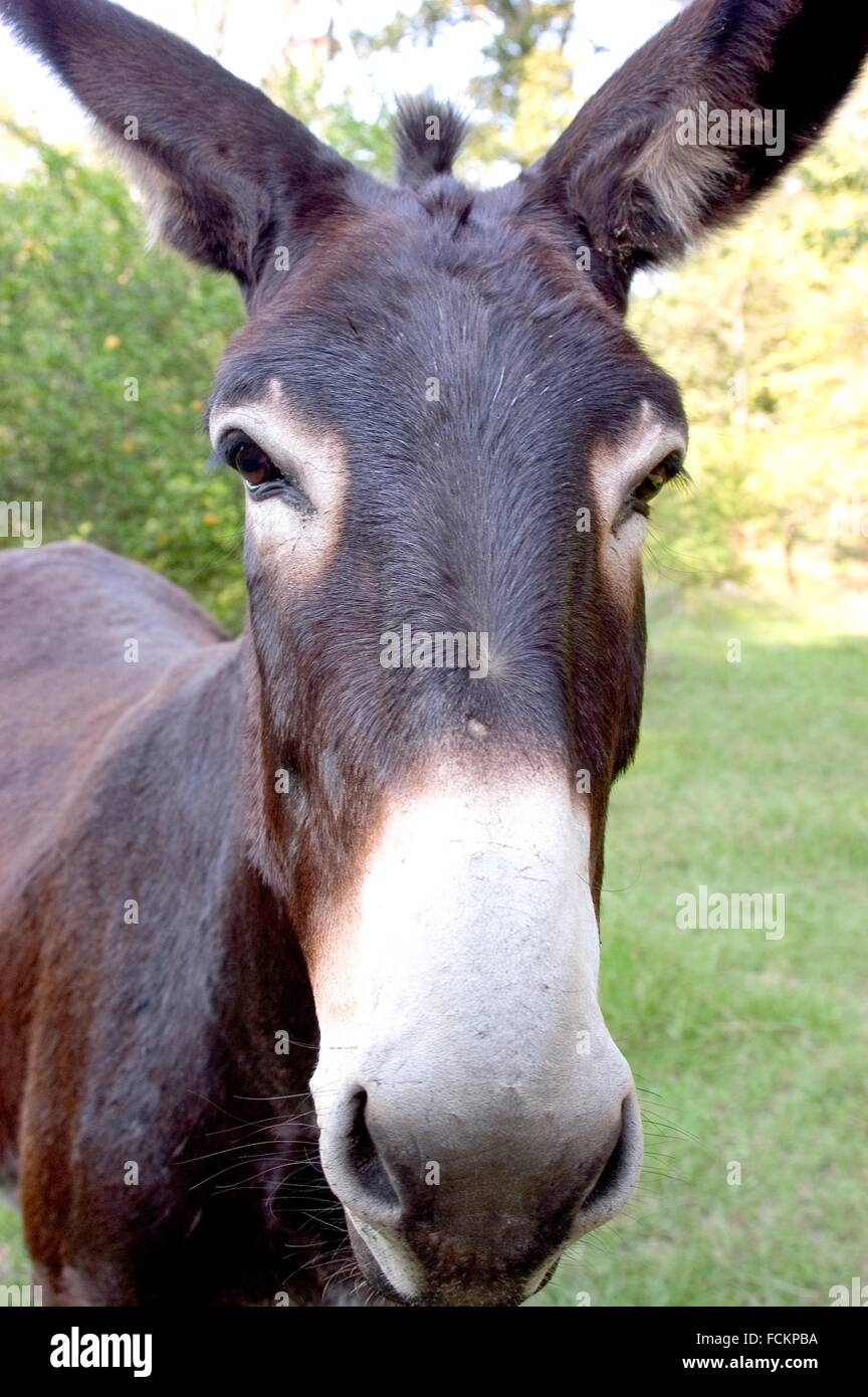 Mississippi mule hi-res stock photography and images - Alamy
