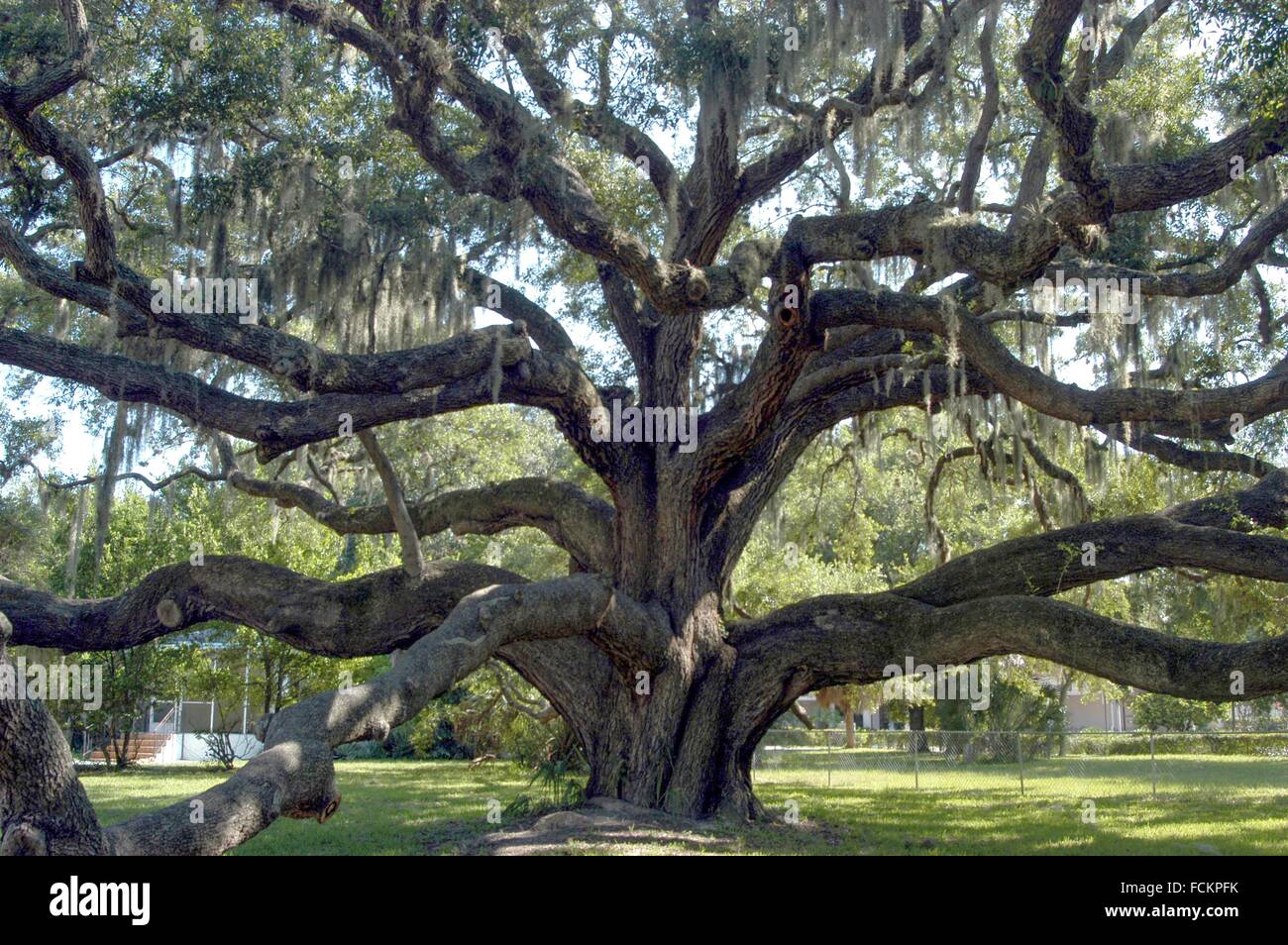 Tampa safety harbor tree hires stock photography and images Alamy