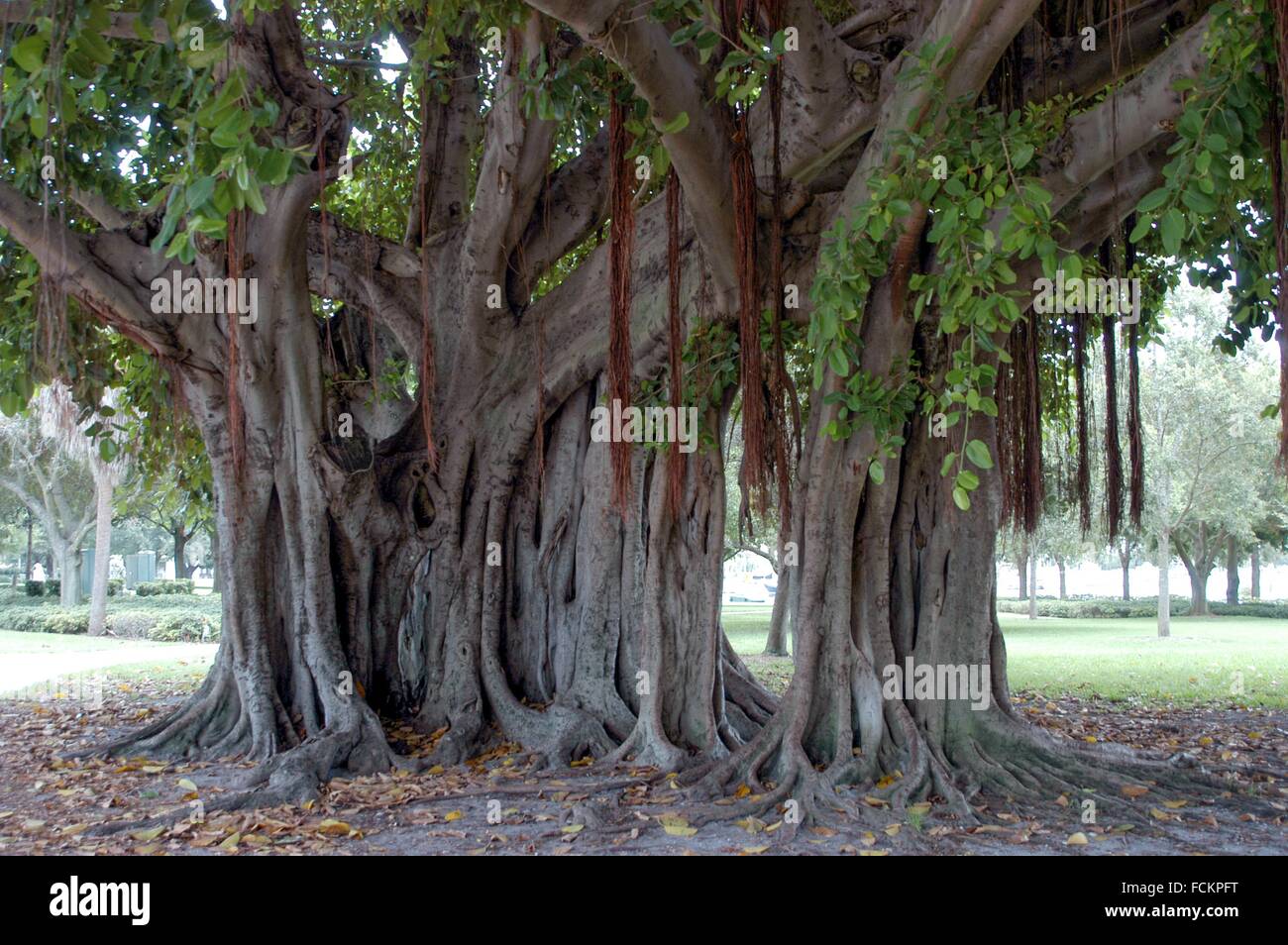 Large live oak tree in St Petersburg Florida Stock Photo Alamy