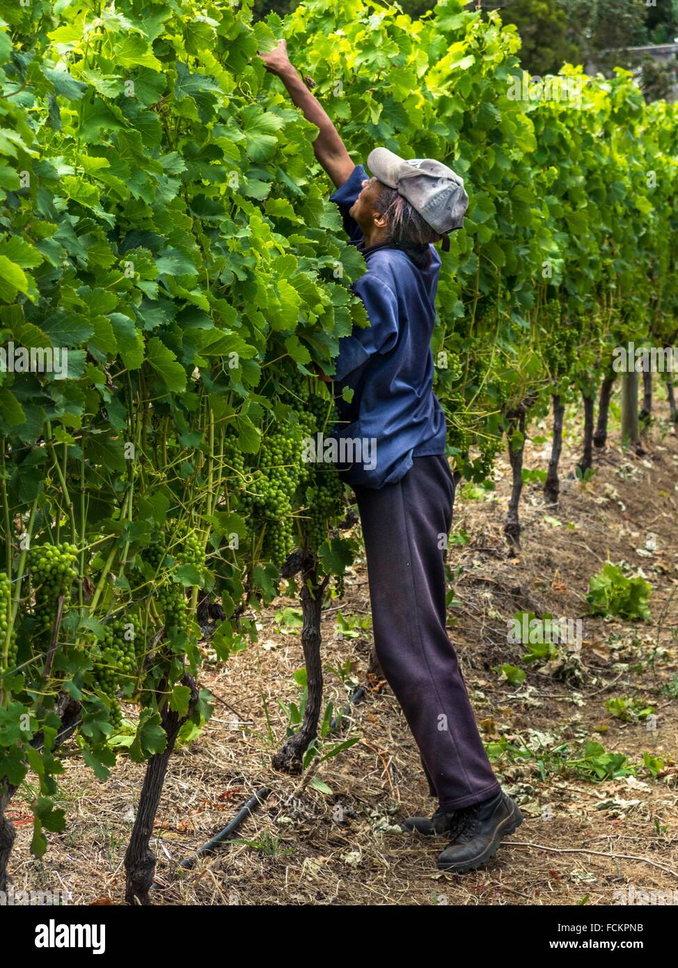 A farmworker busy trimming grape vines in the early summer. Preparing better grapes for good wine. South Africa Stock Photo