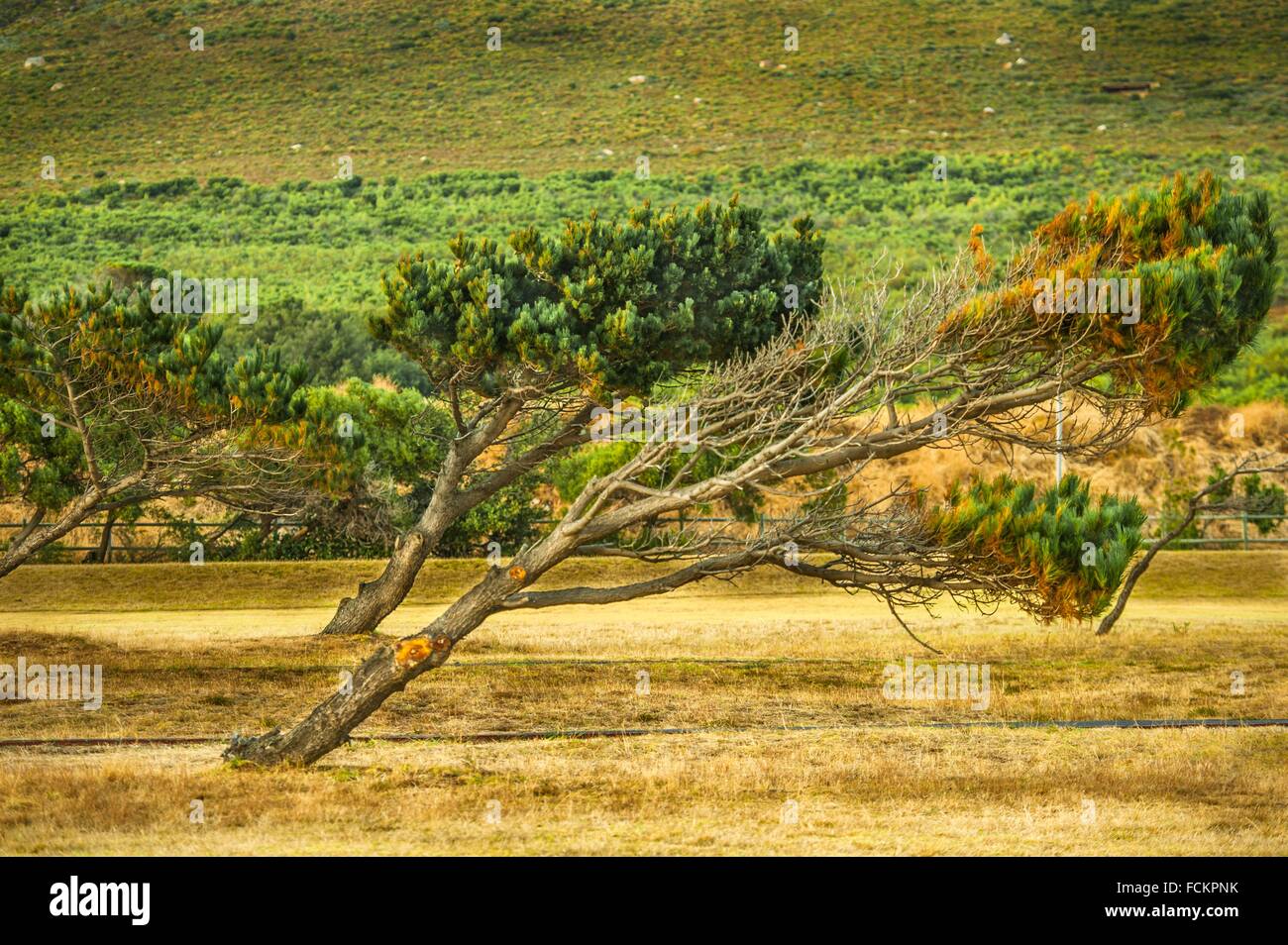 Image Tree Bent Prevailing Wind Hi Res Stock Photography And Images Alamy