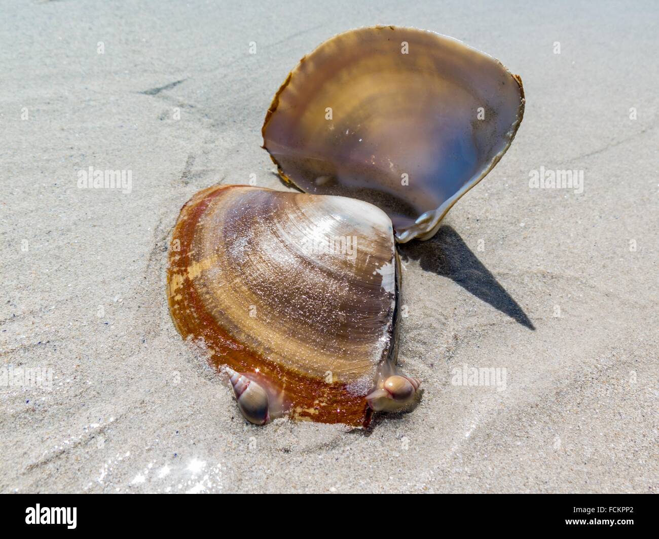 dobbelt liste Onkel eller Mister Open white mussel shell with sea snails picking off the last bits of  “meat”. Cape Town, South Africa Stock Photo - Alamy