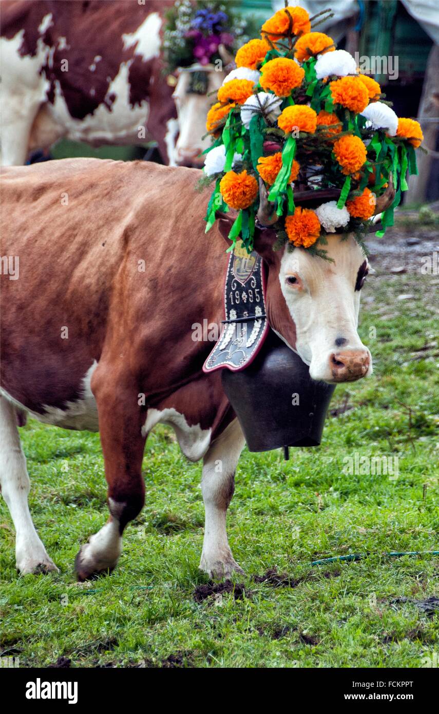 portrait of Swiss cow decorated with flowers and huge bell, desalpes