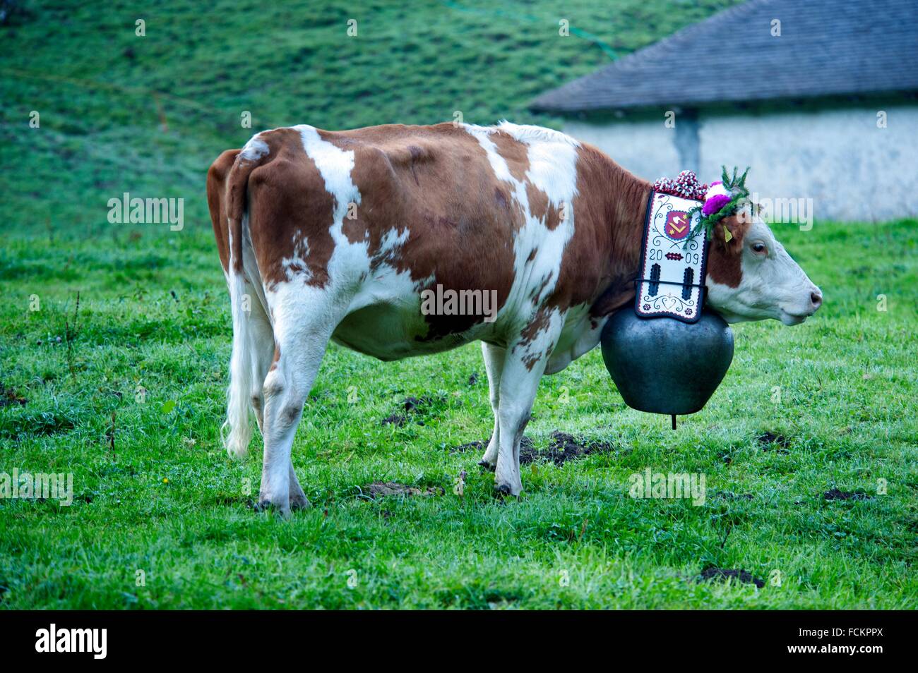 portrait of Swiss cow decorated with flowers and huge bell, desalpes