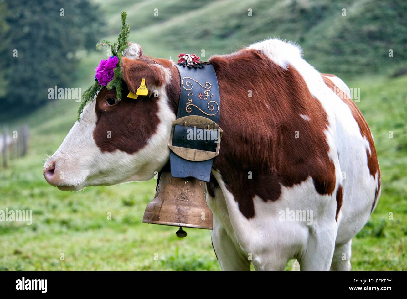 portrait of Swiss cow decorated with flowers and huge bell, desalpes