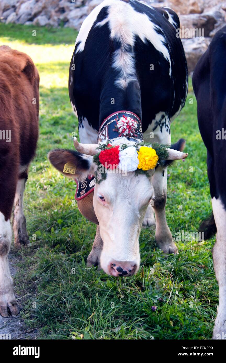 Cow decorated with flower hires stock photography and images Alamy